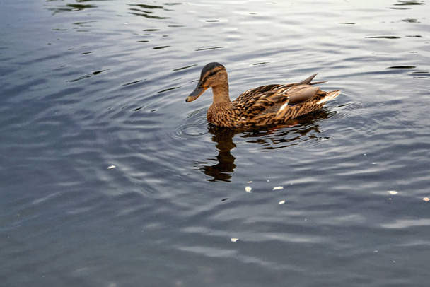 Wild duck floating on the river in the park close-up. - Foto, Imagen