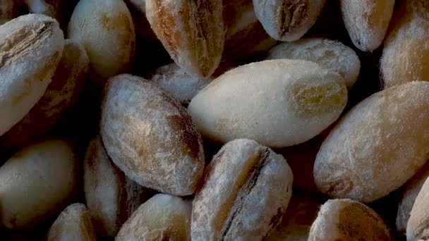 Macro Close-up de grãos de cevada, Hordeum vulgare, Zoom Out
 - Filmagem, Vídeo