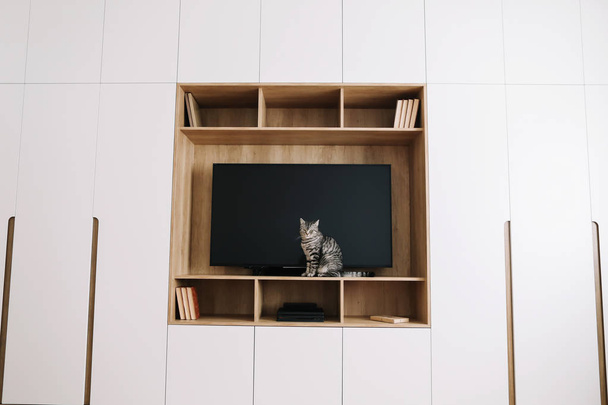 Інтер'єр вітальні з телевізором на дерев'яній стіні та шафою. скандинавський стиль, мінімальна концепція. Забавна кішка в сучасному інтер'єрі
.  - Фото, зображення