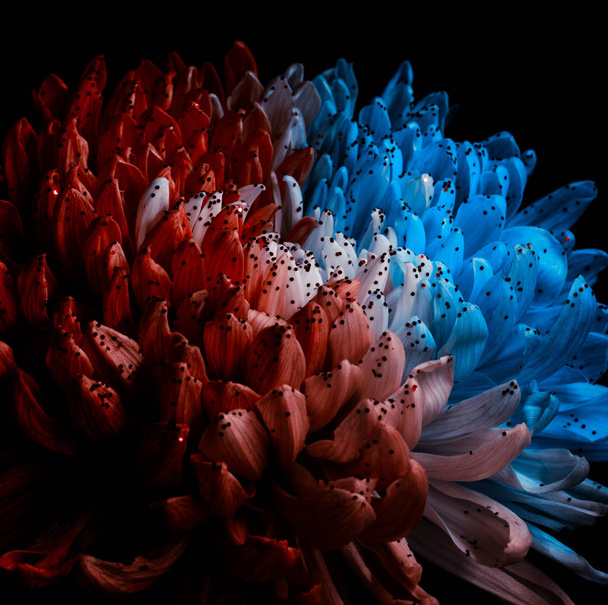 Ongewone rode en blauwe Dahlia. Low Key studio shot van een heldere bloem. Goed voor schermachtergrond Wallpapers. - Foto, afbeelding