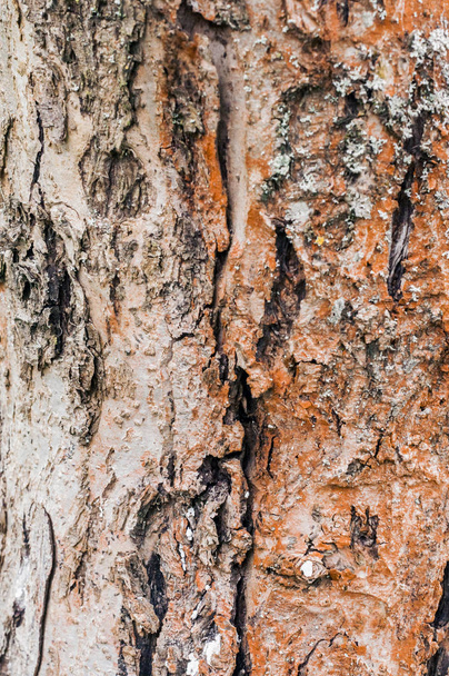 Natural Tree bark. Naturalna struktura, naturalne kolory drewna - Zdjęcie, obraz