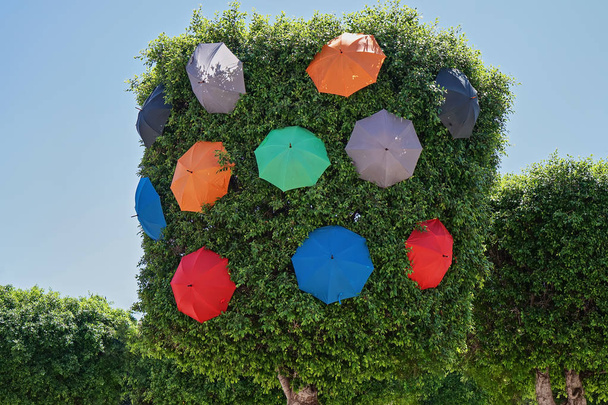 Crown of trees of Ficus in city park decorated with colorful umbrellas - Photo, Image