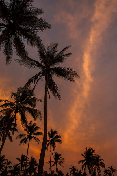 view of sea coastline with palm trees at sunset   - Photo, Image