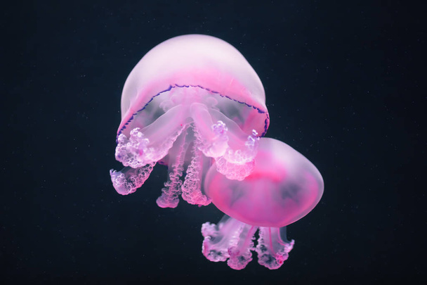 dos medusas moradas rhizostoma pulmo bajo el agua
 - Foto, imagen