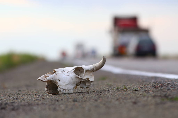 Arka planda bulanık araçlarla yan yolda beyaz hayvan kafatası. - Fotoğraf, Görsel