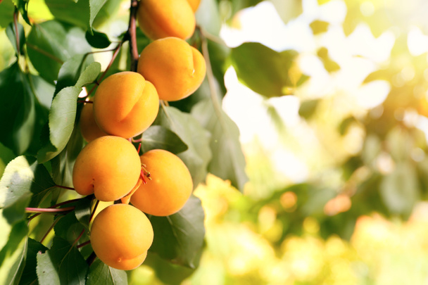 Oksa kypsillä aprikooseilla kesäpäivänä
 - Valokuva, kuva