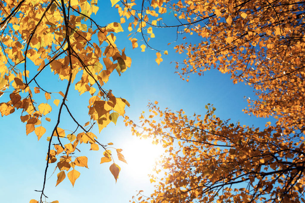 bright yellow autumn leaves  - Фото, изображение