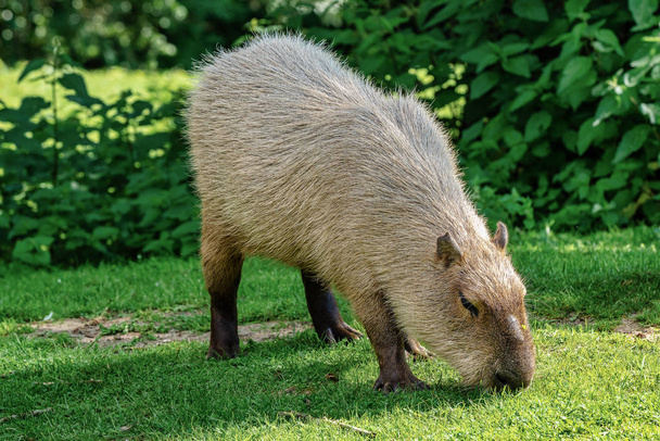 Capybara, Hydrochoerus hydrochaeris pastando sobre hierba verde fresca
 - Foto, imagen