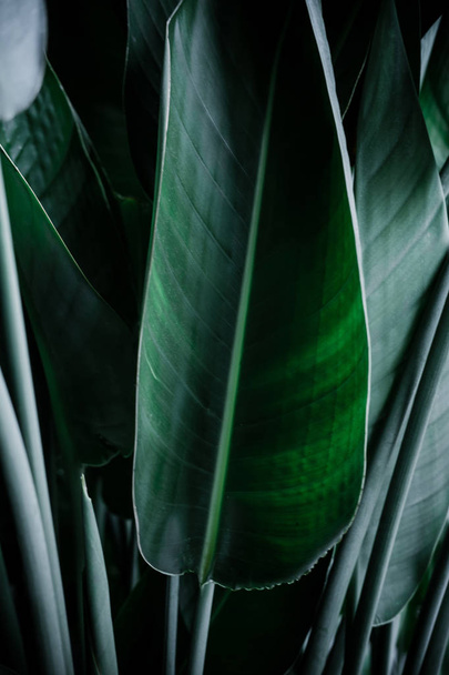 Fondo de hojas de palma verde oscuro
 - Foto, Imagen