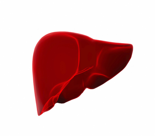 human liver in x-ray view - Photo, Image
