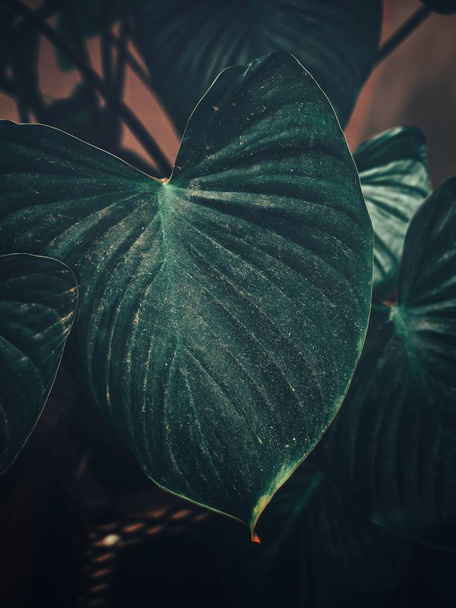 Hermosa de hojas tropicales verdes - Foto, Imagen