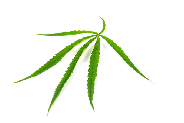 Vihreä marihuanan lehdet on yrttejä syövän hoitoon eristetty valkoisella pohjalla
 - Valokuva, kuva