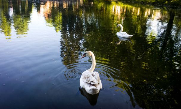 白い白鳥の湖の水泳 - 写真・画像