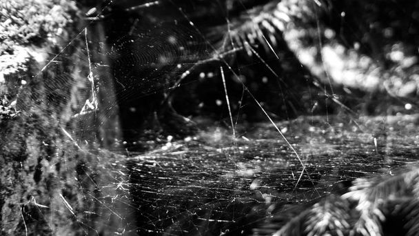Tejido de araña rocío matutino en la planta, fondo blanco y negro
  - Foto, imagen