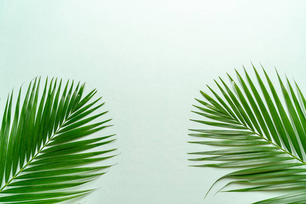 Tropical palm leaves with copy space - Фото, изображение