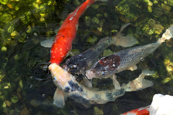 水の中で泳ぐオレンジ鯉鯉 - 写真・画像