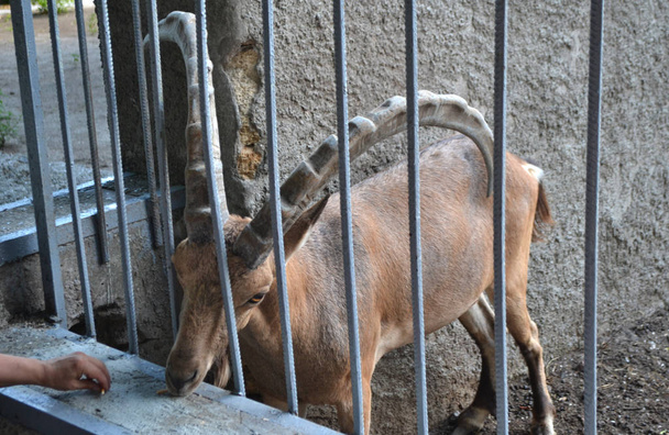 O muflão chifre come a comida atrás de barras de um jardim zoológico
 - Foto, Imagem