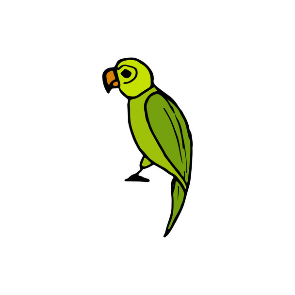 El çizilmiş yeşil papağan Vektör illüstrasyon. Vektör tropikal  - Vektör, Görsel