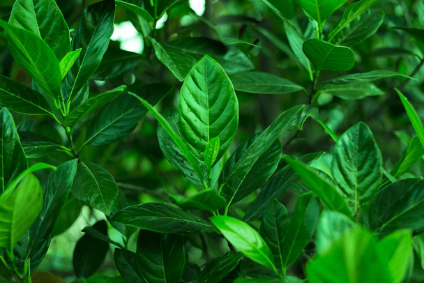 dunkelgrüne Blätter im tropischen Wald - Foto, Bild