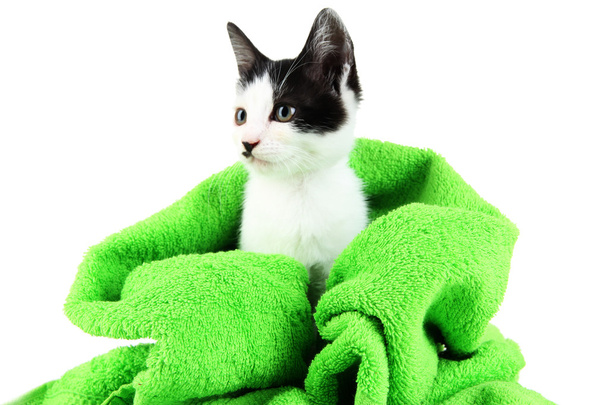 Small kitten in green towel isolated on white - Foto, Bild