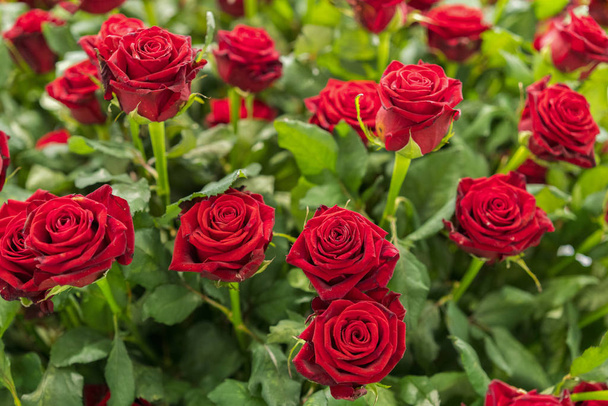 Verse, natuurlijke rode rozen met groene bladeren. Achtergrond - Foto, afbeelding