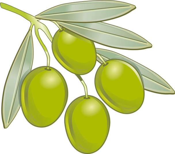 vecteur olive
 - Vecteur, image