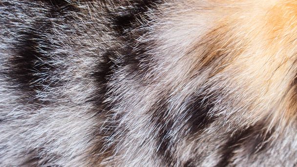 カラフルな猫の毛皮 - 写真・画像