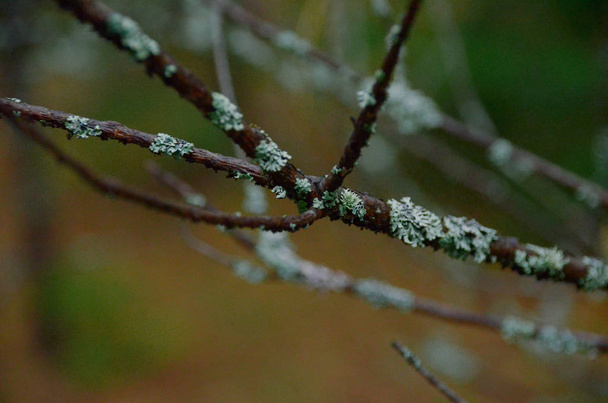 Zářivě modrý mech na temné kůře větve po dešti v podzimním lese. Jeleni jsou blízko. Cladonia rangiferina na tmavém pozadí zblízka - Fotografie, Obrázek