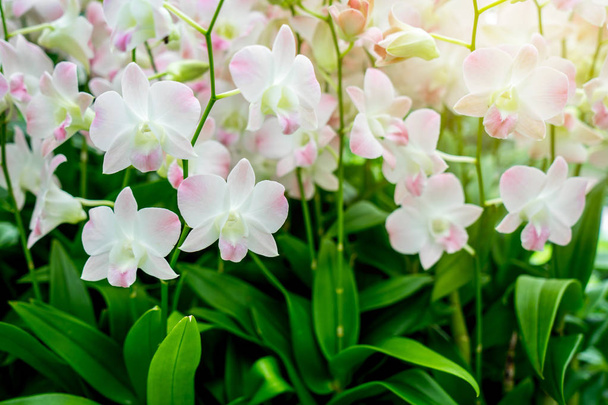 Orchidées avec soleil au jardin
 - Photo, image