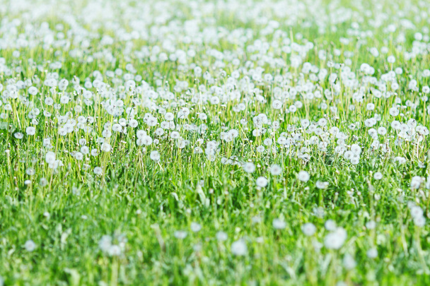 White dandelions - Zdjęcie, obraz