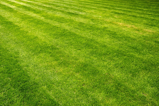 Beautiful fresh green lawn field background - Photo, Image