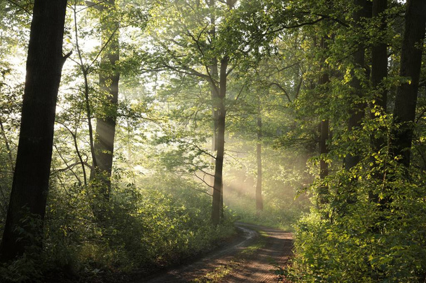 Camino de tierra a través del bosque de primavera durante el amanecer
 - Foto, imagen
