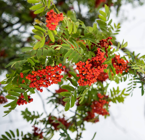 Red rowan berries on the rowan tree branches, ripe rowan berries - Photo, Image