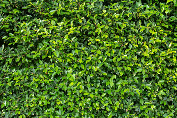 bright summer green leaves background - Photo, Image