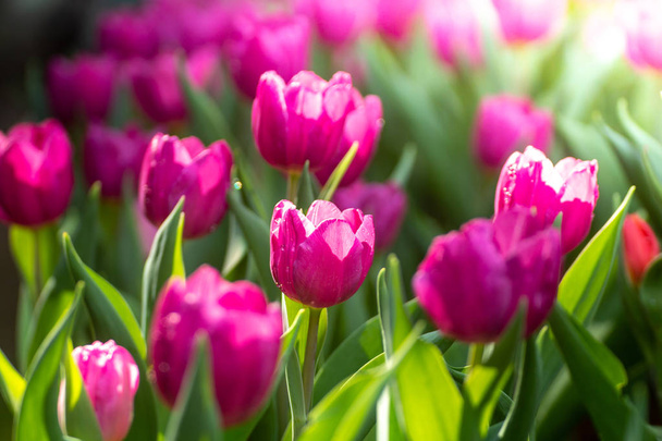beautiful pink tulip flowers growing in summer garden  - Photo, Image