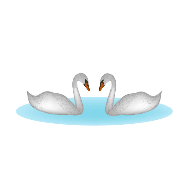 Dois cisnes no lago. Ilustração vetorial fundo isolado
 - Vetor, Imagem