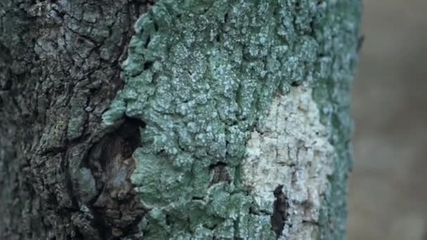 Yeşil ve beyaz küflü bir ağacın dokusu - Video, Çekim
