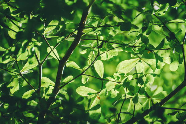 verão brilhante verde folhas fundo
 - Foto, Imagem