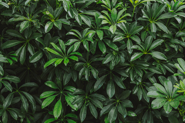 яскравий літній зелений фон листя
 - Фото, зображення
