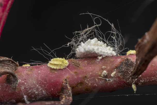beyaz balmumu bulanık mealybugs pseudococcidae. - Fotoğraf, Görsel