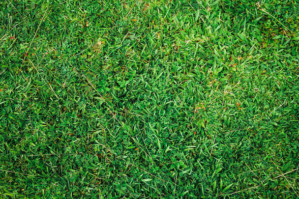 bright natural green grass background - Photo, Image