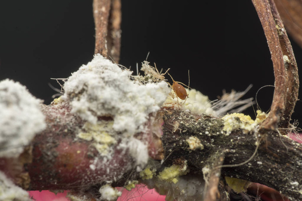 beyaz balmumu bulanık mealybugs pseudococcidae. - Fotoğraf, Görsel