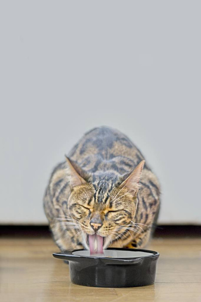 Aç tekir kedi bir yemek tabağı yanında dil dışarı yapışmasını. - Fotoğraf, Görsel