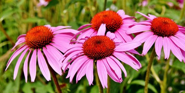Close up of a beautiful pink coneflower blossoms - Photo, Image