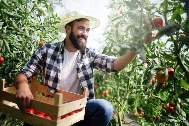 Organic farmer checking his tomatoes in a greenhouse - Foto, Bild