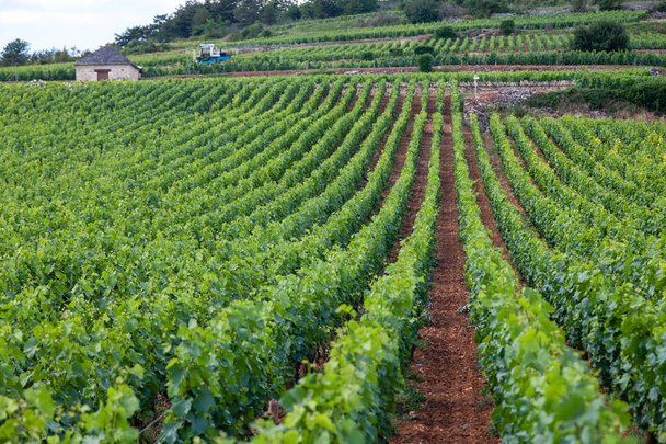 Closeup panoramatický záběr řádků letní vinice malebná krajina, - Fotografie, Obrázek