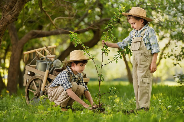 Children plant a tree in the garden - Foto, immagini