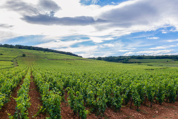 Крупним планом панорамні дробові ряди літній виноградник мальовничий пейзаж, пл
 - Фото, зображення