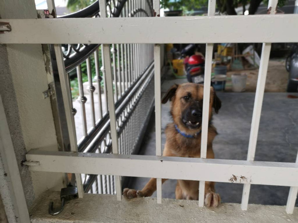 δραστηριότητα ενός φύλακα σκύλου στην εσωτερική βεράντα - Φωτογραφία, εικόνα