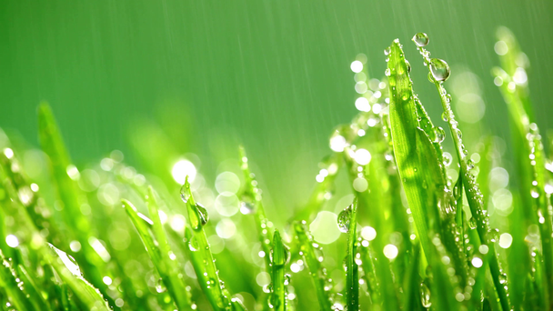 zelené trávě v dešti - Záběry, video